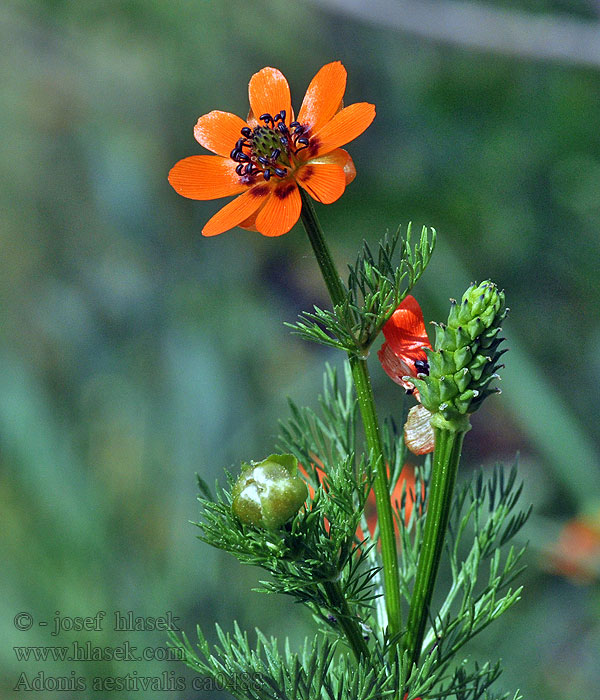 Summer Pheasant's-eye Mark-adonis Sommer-Blutströpfchen Adonis aestivalis