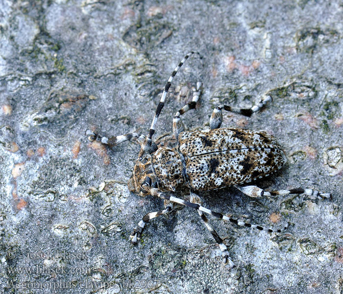 Aegomorphus clavipes Spindelbock Keulenfüßige Scheckenbock