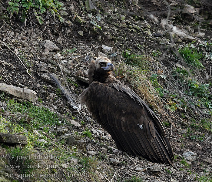 Aegypius monachus Black Vulture Sup hnědý Mönchsgeier