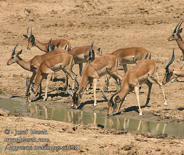 Aepyceros melampus Impala Antilopa Impala インパラ（ Импала Імпала