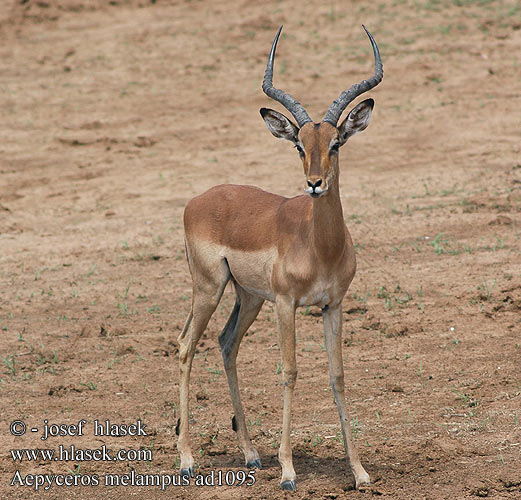 Aepyceros melampus Impala Antilopa Impala インパラ（ Импала Імпала