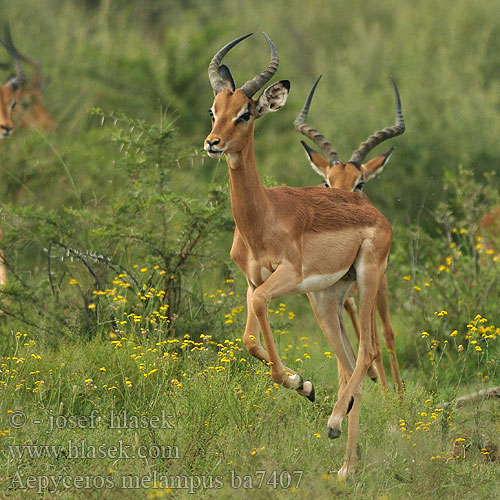 Impala Antilopa Impala インパラ（ Импала Імпала Aepyceros melampus
