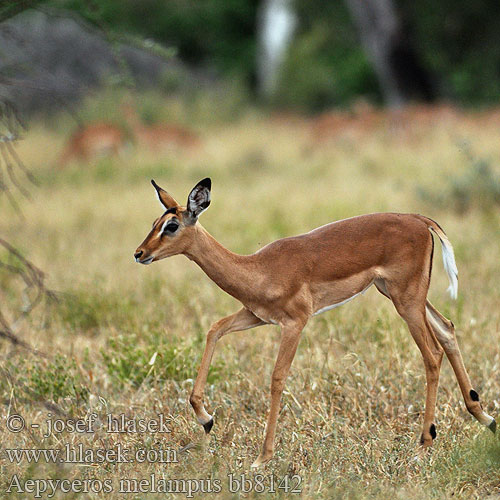 インパラ（ Импала Імпала Aepyceros melampus Impala Antilopa Impala
