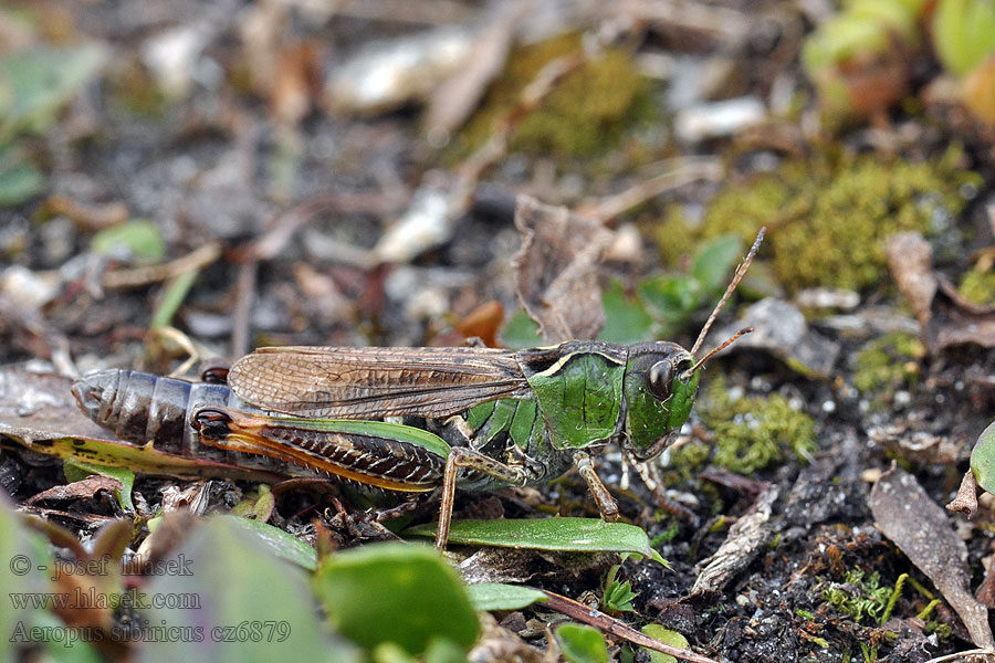 Gomphocerus Sibirische Keulenschrecke Club-legged Grasshopper Aeropus sibiricus