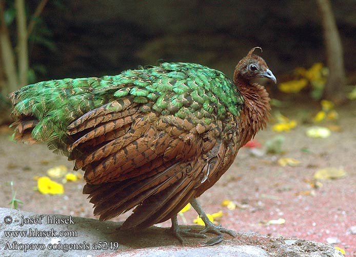 Afropavo congensis a5249