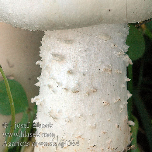 Agaricus arvensis Horse mushroom Schafchampignon