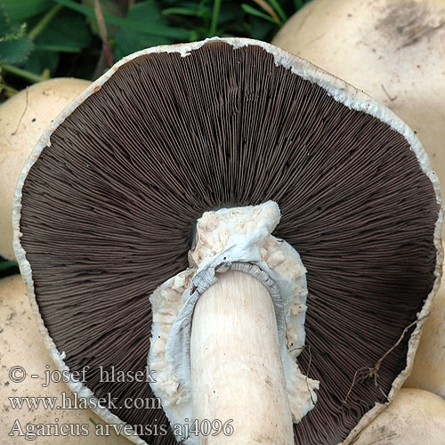 Agaricus arvensis 野蘑菇 Ager-champignon Poljska pečurka