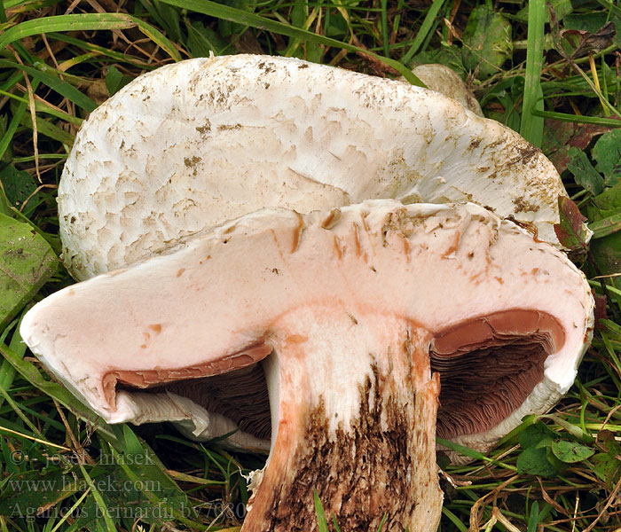 Agaric près salés Шампиньон Бернара Salt-loving mushroom agaricus