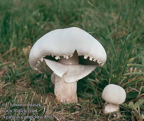 Agaricus campestris Meadow Mushroom Field Mushroom