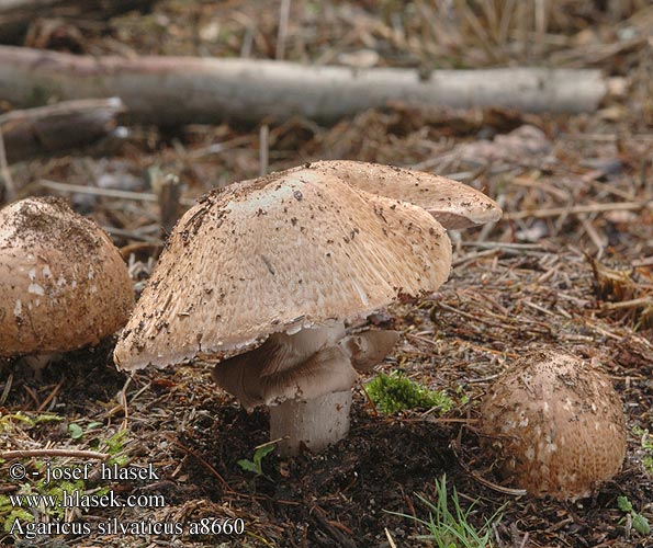 Agaricus silvaticus Red-staining Wood mushroom Lille Blod Champignon