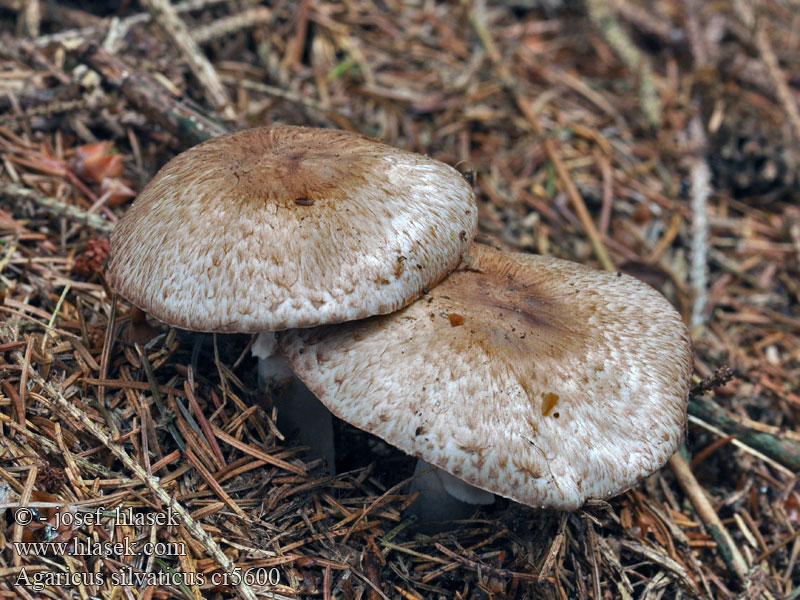 Wald-champignon Agaricus silvaticus