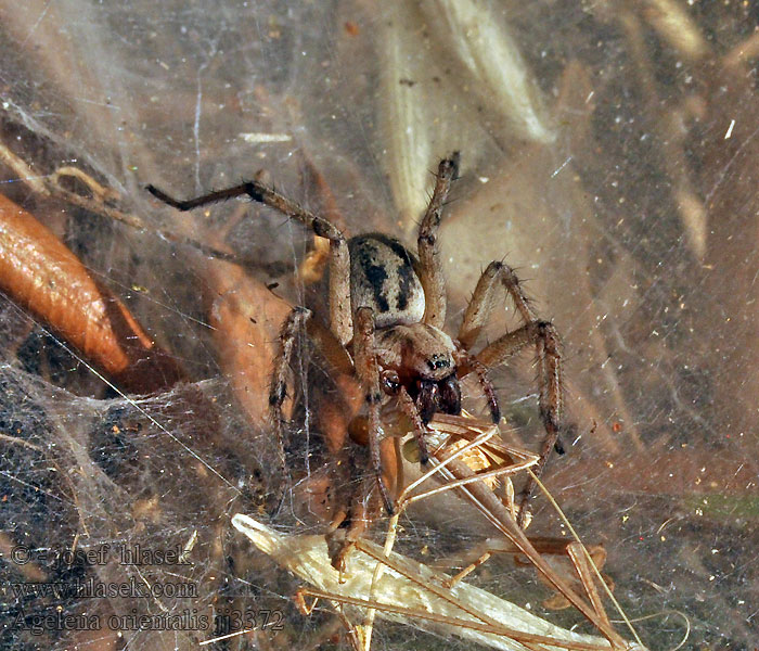 Agelena orientalis Pokoutník východní Воронковый паук