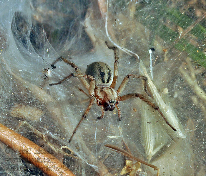 Agelena orientalis Trichter Web Weber Воронковый паук