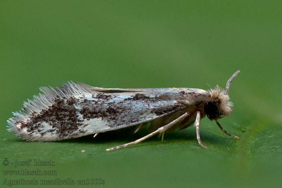 Agnathosia mendicella Moľa medená