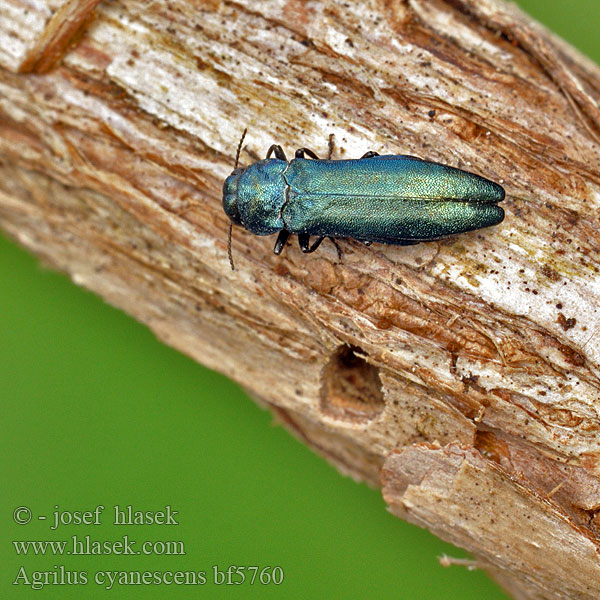 Agrilus cyanescens coeruleus Agrile bleu-vert chevrefeuille