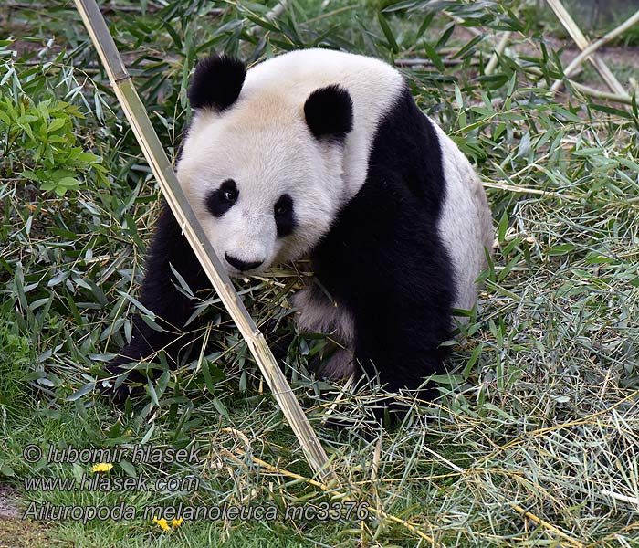 Óriáspanda Jättepanda 大熊猫 Dev Panda gigante maggiore Pandaen