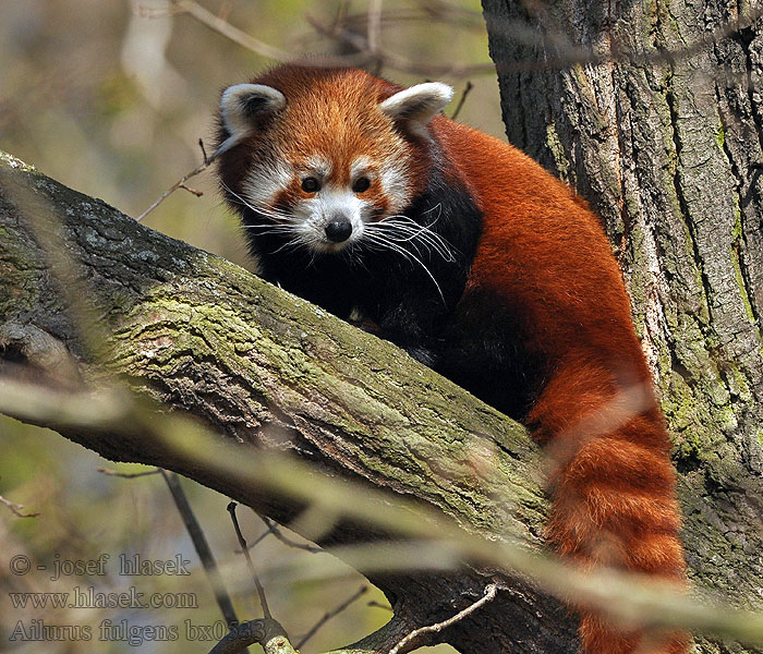 Panda červená Ailurus fulgens