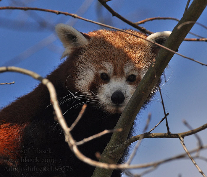 Panda mala červená レッサーパンダ Ailurus fulgens