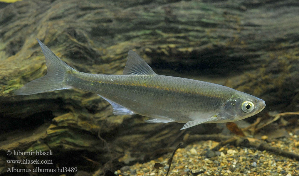 歐白魚 Löja İnci balığı Alburnus alburnus Common Bleak