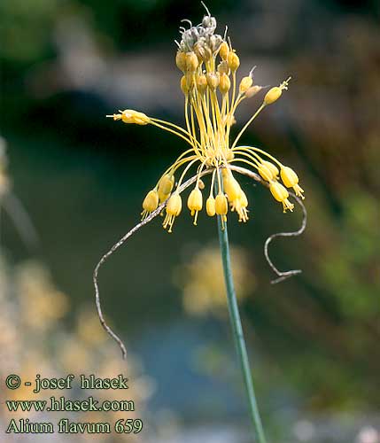 Allium flavum Fragrant yellow Allium Kolet log Rikkilaukkka keltainen