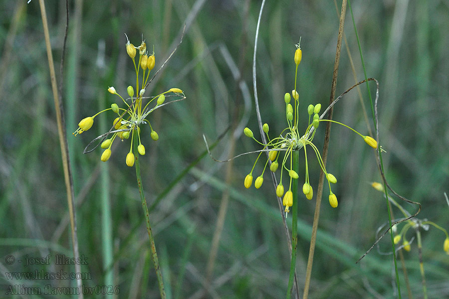 Allium flavum Ail jaune Esveld Sárga hagyma Gelber Lauch