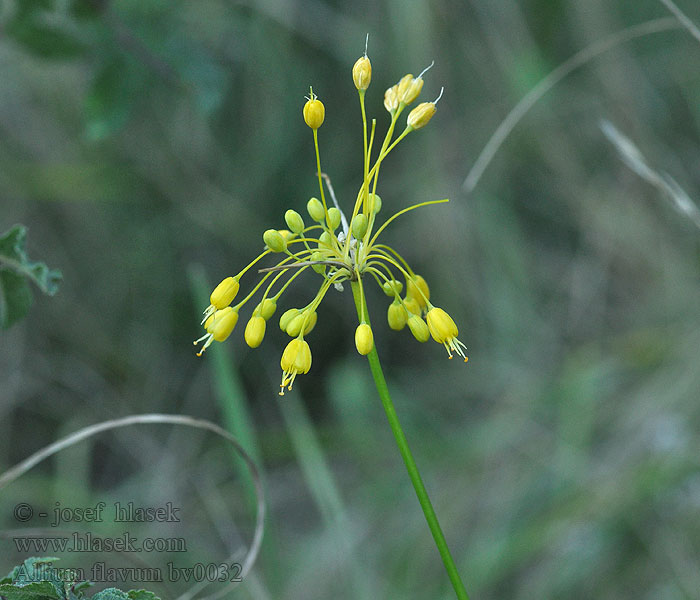 Allium flavum Cesnak žltý Česnek žlutý Ajo amarillo Dagglök