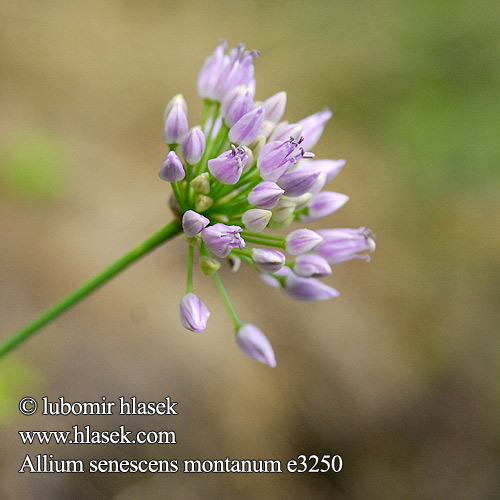 Allium senescens Kantet Løg Blaugrüner Berglauch