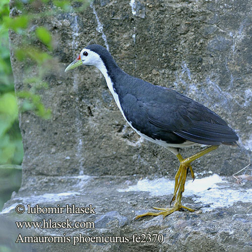 Amaurornis phoenicurus fe2370