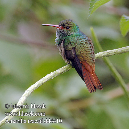Amazilia tzacatl Kolibřík rezavoocasý Rufous-tailed Hummingbird