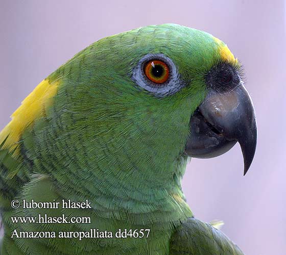 Amazona auropalliata dd4657