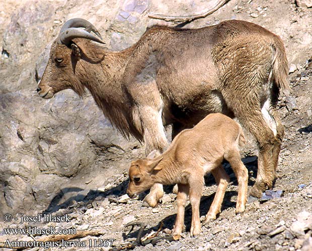 Ammotragus lervia Barbary Sheep Mouflon manchettes Manenschaap Muflone montagna