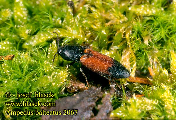Ampedus balteatus Click beetle Tvefarvet skovsmælder Gegürtelte Schnellkäfer Kovařík opásaný