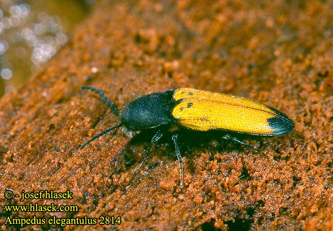 Ampedus elegantulus Click beetle Smuk skovsmælder Schnellkäfer Kováčik žltočierny Kovařík