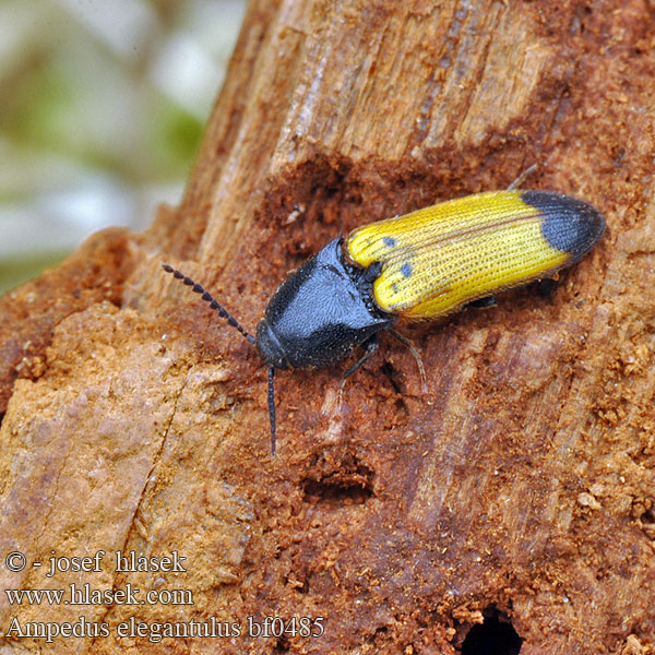Click beetle Smuk skovsmælder Schnellkäfer Kováčik žltočierny Kovařík žlutočerný Ampedus elegantulus