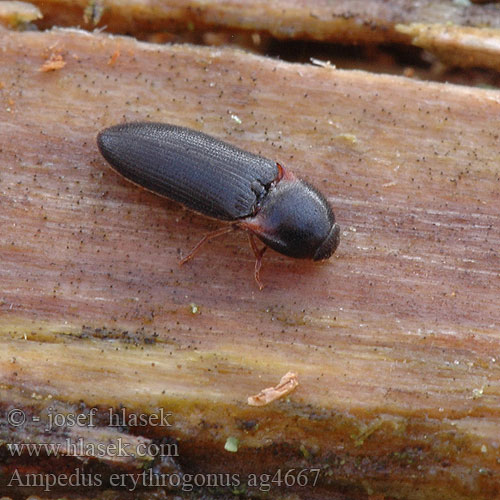 Ampedus erythrogonus Click beetle Liden skovsmælder