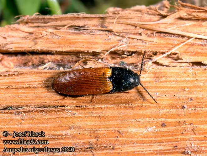 Ampedus nigroflavus Click beetle Skovsmælder Oranssiseppä Schnellkäfer Kovařík Orange rödrock