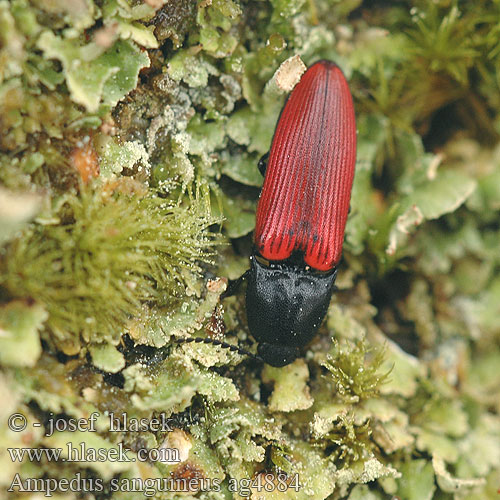Ampedus sanguineus Краснокрылый щелкун