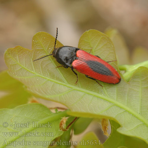 Ampedus sanguinolentus svartfläckad rödrock quercicola