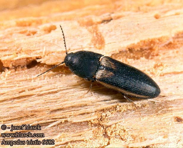 Ampedus tristis Click beetle Skovsmælder Schnellkäfer Kovařík