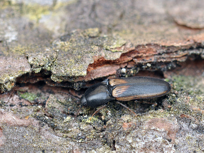 Ampedus tristis Click beetle