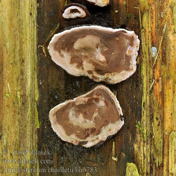 Amylostereum chailletii Stereum Amylostereum rot