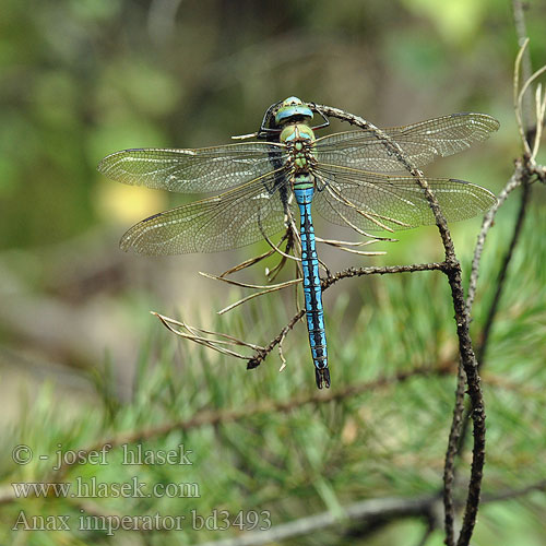 Anax imperator bd3493
