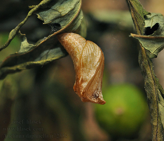 Anchinia daphnella