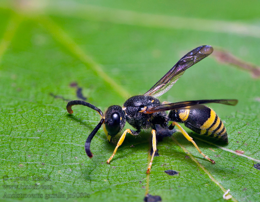 Ancistrocerus gazella European potter wasp