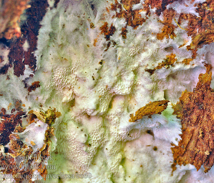 Pórnatka vláknitá Anomoporia myceliosa
