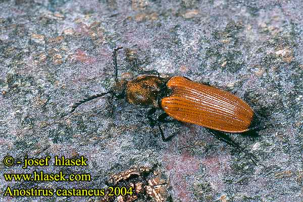 Anostirus castaneus Kovařík žlutý Chestnut coloured click beetle