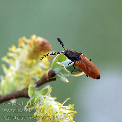 Chestnut coloured click beetle Brungul kamsmælder