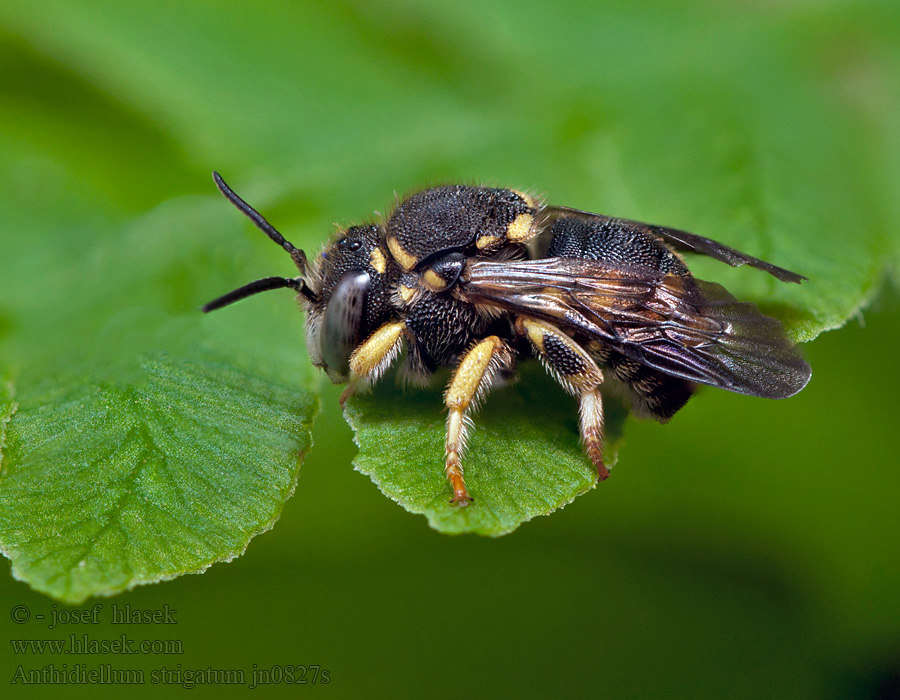 Anthidiellum strigatum Makateczka komonicówka