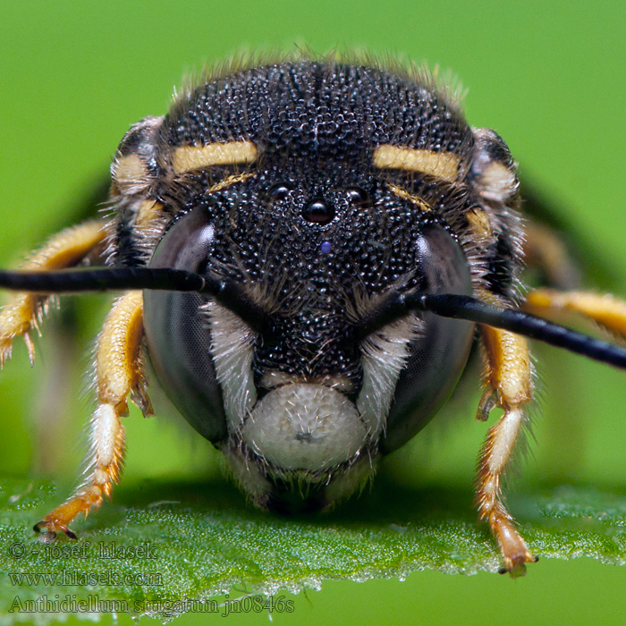 Anthidiellum strigatum Kleine harsbij