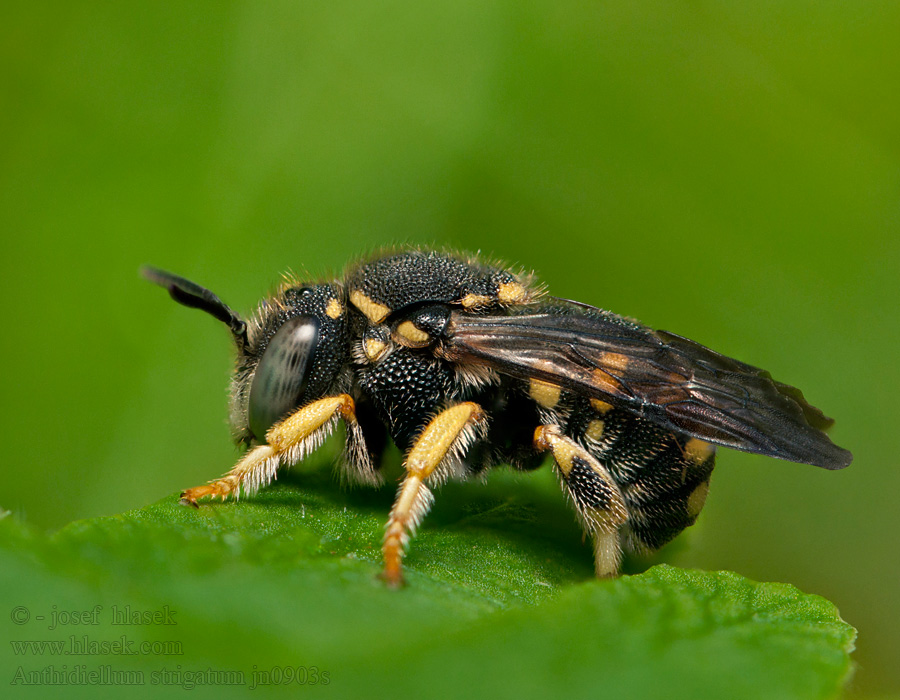 Kleine harsbij Anthidiellum strigatum